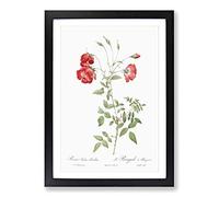 Red Roses by Pierre-Joseph Redoute Framed Print | A2 Black Framed Wall Art | Ready to Hang | Modern Nature Picture | Living Room Bedroom Lounge Office
