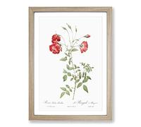 Red Roses by Pierre-Joseph Redoute Framed Print | A2 Oak Framed Wall Art | Ready to Hang | Modern Nature Picture | Living Room Bedroom Lounge Office