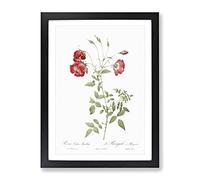 Red Roses By Pierre Joseph Redoute Vintage Framed Print | A2 Black Framed Wall Art | Ready to Hang | Classic Nature Picture | Living Room Bedroom Lounge Office
