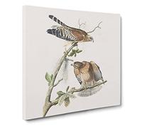 Red shouldered Hawks by John James Audubon Canvas Print | Gallery Wrapped 30mm Frame Wall Art | 20x20 inches | Ready to Hang | Retro Bird Picture | Living Room Bedroom Lounge Office