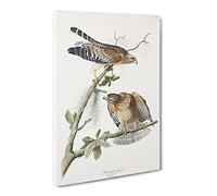 Red Shouldered Hawks By John James Audubon Canvas Print | Gallery Wrapped 30mm Frame Wall Art | 24x16 inches | Ready to Hang | Retro Bird Picture | Living Room Bedroom Lounge Office