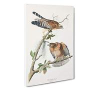 Red-shouldered Hawks by John James Audubon Canvas Print | Gallery Wrapped 30mm Frame Wall Art | 30x20 inches | Ready to Hang | Contemporary Bird Picture | Living Room Bedroom Lounge Office
