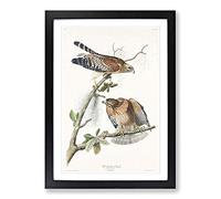 Red-Shouldered Hawks by John James Audubon Framed Print | A2 Black Framed Wall Art | Ready to Hang | Modern Nature Picture | Living Room Bedroom Lounge Office