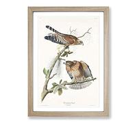 Red-Shouldered Hawks by John James Audubon Framed Print | A2 Oak Framed Wall Art | Ready to Hang | Modern Nature Picture | Living Room Bedroom Lounge Office