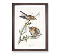 Red-Shouldered Hawks by John James Audubon Framed Print | A2 Walnut Framed Wall Art | Ready to Hang | Modern Nature Picture | Living Room Bedroom Lounge Office