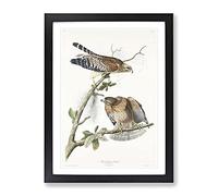 Red Shouldered Hawks By John James Audubon Vintage Framed Print | A2 Black Framed Wall Art | Ready to Hang | Classic Nature Picture | Living Room Bedroom Lounge Office