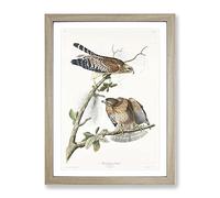 Red Shouldered Hawks By John James Audubon Vintage Framed Print | A2 Oak Framed Wall Art | Ready to Hang | Classic Nature Picture | Living Room Bedroom Lounge Office