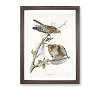 Red Shouldered Hawks By John James Audubon Vintage Framed Print | A4 Walnut Framed Wall Art | Ready to Hang | Classic Nature Picture | Living Room Bedroom Lounge Office