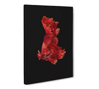 Red Siamese Fighting Fish Canvas Print | Gallery Wrapped 30mm Frame Wall Art | 24x16 inches | Ready to Hang | Modern Animals Picture | Living Room Bedroom Lounge Office