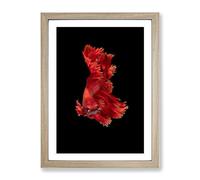 Red Siamese Fighting Fish Modern Framed Print | A3 Oak Framed Wall Art | Ready to Hang | Modern Animal Picture | Living Room Bedroom Lounge Office