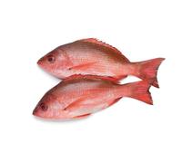 Red Snapper | Common Pandora Box 100kg - Premium Grade Whole Fish for Restaurants & Wholesale