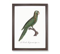 Red Spectacled Amazon Parrot By F. Levaillant Vintage Framed Print | A4 Walnut Framed Wall Art | Ready to Hang | Classic Animal Picture | Living Room Bedroom Lounge Office