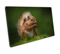 Red Squirrel eating a nut Animal wildlife art Ready to Hang Canvas Wall Art Print Picture For Home Office Decor 30x20cm (12x8In)