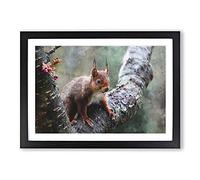 Red Squirrel Vol.1 Painting Framed Print | A2 Black Framed Wall Art | Ready to Hang | Modern Animal Picture | Living Room Bedroom Lounge Office