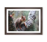 Red Squirrel Vol.1 Painting Framed Print | A2 Walnut Framed Wall Art | Ready to Hang | Modern Animal Picture | Living Room Bedroom Lounge Office