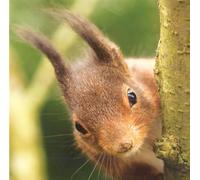 Red Squirrel Wildlife Greeting Card, 15 x 15 cm, Blank Inside