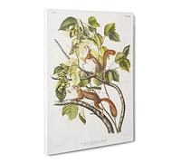 Red Squirrels By John Woodhouse Audubon Canvas Print | Gallery Wrapped 30mm Frame Wall Art | 20x14 inches | Ready to Hang | Retro Animal Picture | Living Room Bedroom Lounge Office