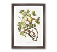 Red Squirrels By John Woodhouse Audubon Vintage Framed Wall Art Print, Ready to Hang Picture for Living Room Bedroom Home Office Décor, Walnut A3 (34 x 46 cm)