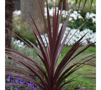 Red Star Cabbage Palm Outdoor Shrub Plant Cordyline Australis 2L Pot Plant Theory Green One Size