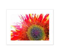 Red Sunflower Head Close Up Canvas Wall Art Print