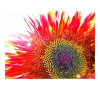 Red Sunflower Head Close Up Large Art Print Poster Wall Decor 18x24 inch
