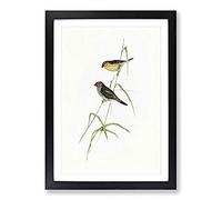 Red-Tailed Finch by Elizabeth Gould Framed Print | A2 Black Framed Wall Art | Ready to Hang | Modern Nature Picture | Living Room Bedroom Lounge Office