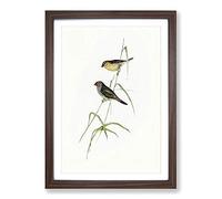 Red-Tailed Finch by Elizabeth Gould Framed Print | A2 Walnut Framed Wall Art | Ready to Hang | Modern Nature Picture | Living Room Bedroom Lounge Office