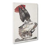 Red Tailed Hawks By John James Audubon Canvas Print | Gallery Wrapped 30mm Frame Wall Art | 24x16 inches | Ready to Hang | Retro Bird Picture | Living Room Bedroom Lounge Office