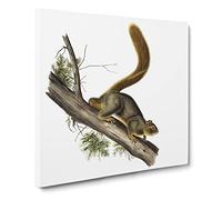 Red tailed SQ WHTuirrel by John Woodhouse Audubon Canvas Print | Gallery Wrapped 30mm Frame Wall Art | 20x20 inches | Ready to Hang | Retro Picture | Living Room Bedroom Lounge Office