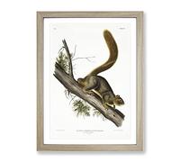 Red Tailed Squirrel By John Woodhouse Audubon Vintage Framed Print | A4 Oak Framed Wall Art | Ready to Hang | Classic Animal Picture | Living Room Bedroom Lounge Office