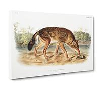 Red Texan Wolf By John Woodhouse Audubon Canvas Print | Gallery Wrapped 30mm Frame Wall Art | 24x16 inches | Ready to Hang | Retro Animals Picture | Living Room Bedroom Lounge Office