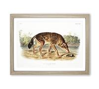 Red Texan Wolf By John Woodhouse Audubon Vintage Framed Print | A3 Oak Framed Wall Art | Ready to Hang | Classic Animal Picture | Living Room Bedroom Lounge Office