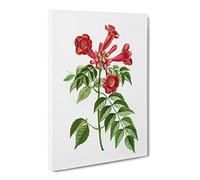 Red Trumpet Vine Flowers By Pierre Joseph Redoute Canvas Print | Gallery Wrapped 30mm Frame Wall Art | 24x16 inches | Ready to Hang | Retro Floral Picture | Living Room Bedroom Lounge Office