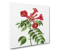 Red Trumpet Vine Flowers by Pierre Joseph Redoute Canvas Print | Gallery Wrapped 30mm Frame Wall Art | 20x20 inches | Ready to Hang | Retro Floral Picture | Living Room Bedroom Lounge Office