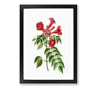Red Trumpet Vine Flowers by Pierre-Joseph Redoute Framed Print | A2 Black Framed Wall Art | Ready to Hang | Modern Music Picture | Living Room Bedroom Lounge Office