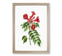 Red Trumpet Vine Flowers by Pierre-Joseph Redoute Framed Print | A2 Oak Framed Wall Art | Ready to Hang | Modern Music Picture | Living Room Bedroom Lounge Office