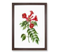 Red Trumpet Vine Flowers by Pierre-Joseph Redoute Framed Print | A2 Walnut Framed Wall Art | Ready to Hang | Modern Music Picture | Living Room Bedroom Lounge Office