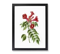Red Trumpet Vine Flowers By Pierre Joseph Redoute Vintage Framed Print | A3 Black Framed Wall Art | Ready to Hang | Classic Music Picture | Living Room Bedroom Lounge Office