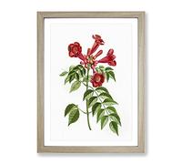 Red Trumpet Vine Flowers By Pierre Joseph Redoute Vintage Framed Print | A3 Oak Framed Wall Art | Ready to Hang | Classic Music Picture | Living Room Bedroom Lounge Office