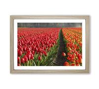 Red Tulip Field Flowers Landscape Framed Print | A2 Oak Framed Wall Art | Ready to Hang | Modern Floral Picture | Living Room Bedroom Lounge Office