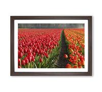 Red Tulip Field Flowers Landscape Framed Print | A2 Walnut Framed Wall Art | Ready to Hang | Modern Floral Picture | Living Room Bedroom Lounge Office
