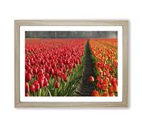 Red Tulip Field Flowers Landscape Modern Framed Print | A3 Oak Framed Wall Art | Ready to Hang | Modern Floral Picture | Living Room Bedroom Lounge Office