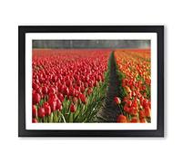 Red Tulip Field Flowers Landscape Modern Framed Print | A4 Black Framed Wall Art | Ready to Hang | Modern Floral Picture | Living Room Bedroom Lounge Office