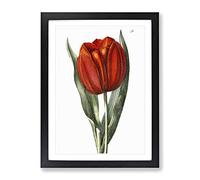 Red Tulip Vintage Framed Wall Art Print, Ready to Hang Picture for Living Room Bedroom Home Office Décor, Black A2 (64 x 46 cm)