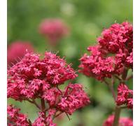 Red Valerian Perennials Flowering Plants Centranthus Ruber 2L Pot Plant Theory Green One Size