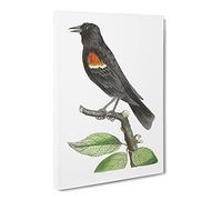 Red Winged Starling Bird By George Shaw Canvas Print | Gallery Wrapped 30mm Frame Wall Art | 24x16 inches | Ready to Hang | Retro Animals Picture | Living Room Bedroom Lounge Office
