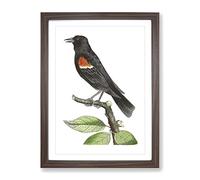 Red Winged Starling Bird By George Shaw Vintage Framed Print | A2 Walnut Framed Wall Art | Ready to Hang | Classic Nature Picture | Living Room Bedroom Lounge Office