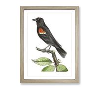 Red Winged Starling Bird By George Shaw Vintage Framed Print | A3 Oak Framed Wall Art | Ready to Hang | Classic Nature Picture | Living Room Bedroom Lounge Office