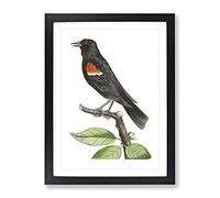 Red Winged Starling Bird By George Shaw Vintage Framed Wall Art Print, Ready to Hang Picture for Living Room Bedroom Home Office Décor, Black A3 (34 x 46 cm)