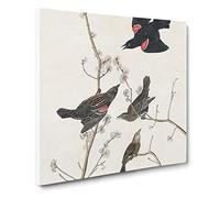 Red winged Starling Bird by John James Audubon Canvas Print | Gallery Wrapped 30mm Frame Wall Art | 20x20 inches | Ready to Hang | Retro Animals Picture | Living Room Bedroom Lounge Office